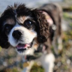 Dexter the Cavalier