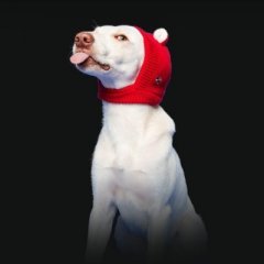 maDog