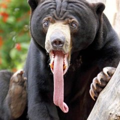 Adrakin_06