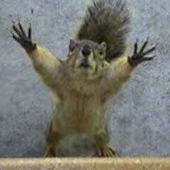 Angry Squirrel