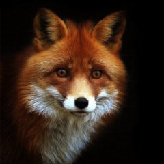fuchs